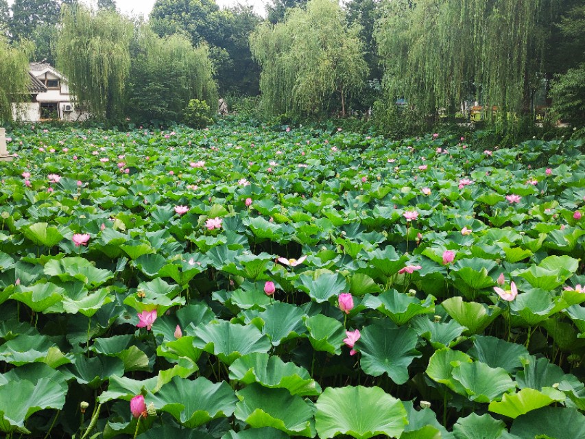 沙家浜京剧景点介绍图片,沙家浜景区京剧