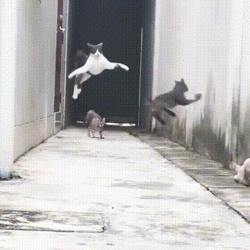 每日一笑二十四期,每日一笑深度解读