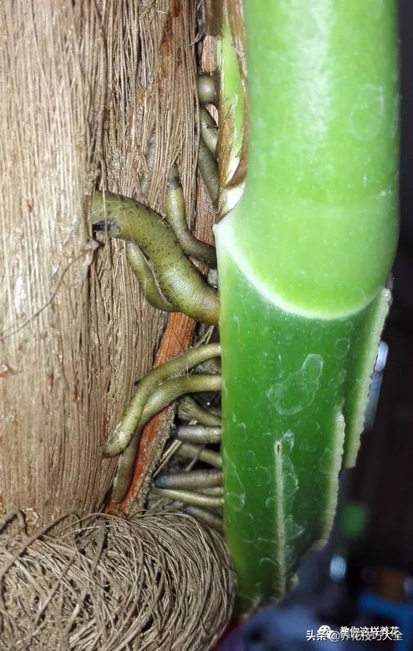 绿萝成灾的最佳方法,家里的绿萝也需要养护和管理