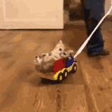 新手养猫没经验？小猫到新家，遇到问题详解（新手必看）