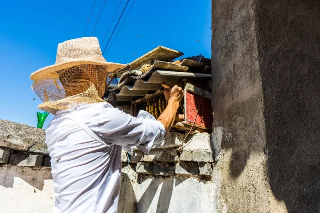 土蜂蜜取蜜全过程,土蜂蜜正确取蜜方法