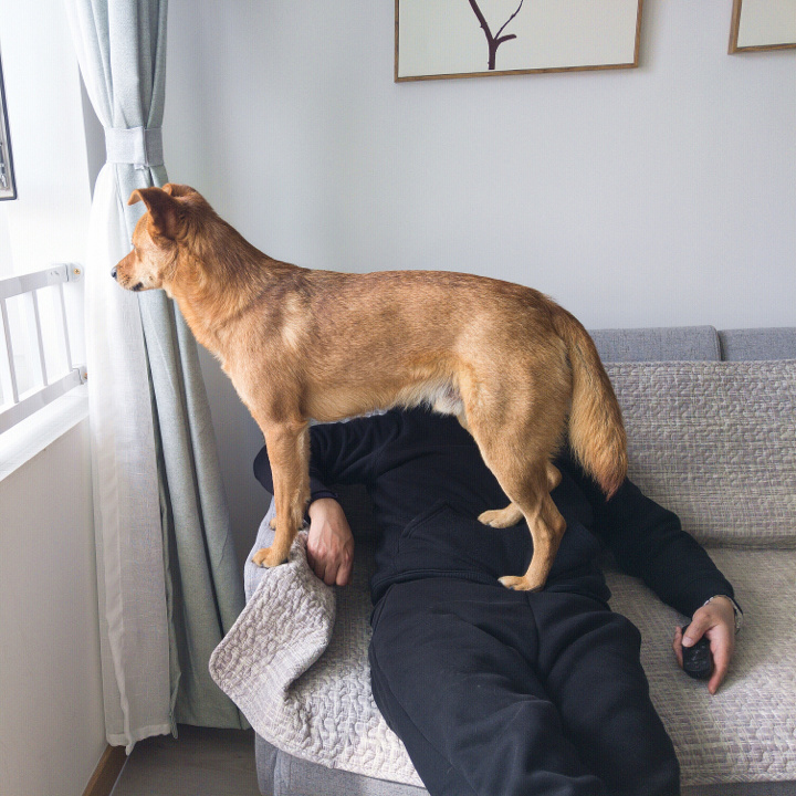 在米拍聚众吸猫吸狗是一种怎样的体验？