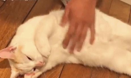 在家也可以给猫咪做体检,猫咪一般体检都有哪些项目