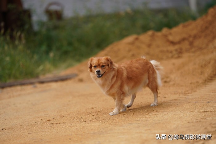 今年会出哪些全画幅微单,最强微单全画幅是r5吗