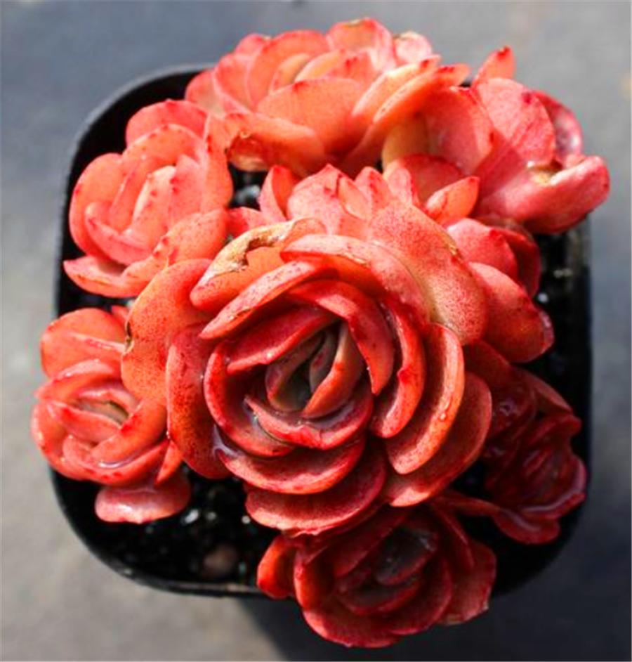 多肉秀妍怎么叶插繁殖,单头秀妍老桩徒长怎么办