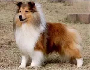 身价最高的狗,身价20亿的狗