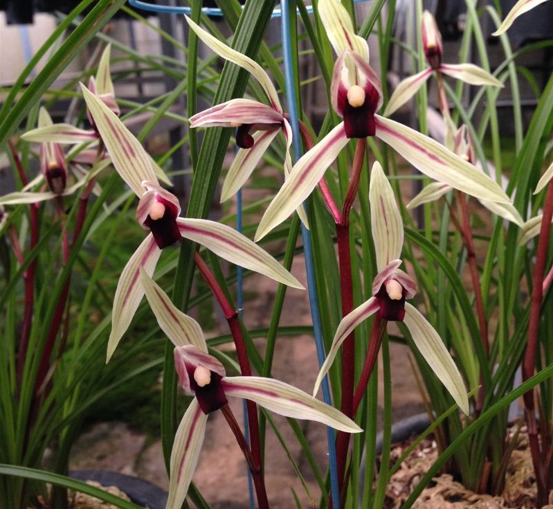 大理云龙县莲瓣兰,莲瓣兰滇西红缘