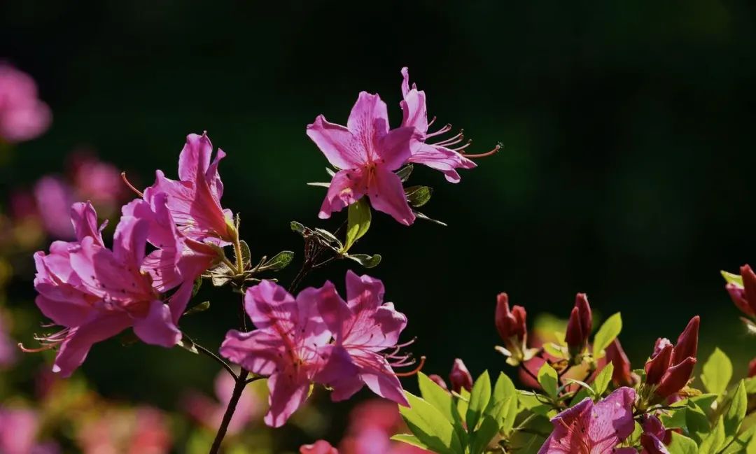 欣赏西湖的全景太美了,西湖美景实在美怎么也看不够