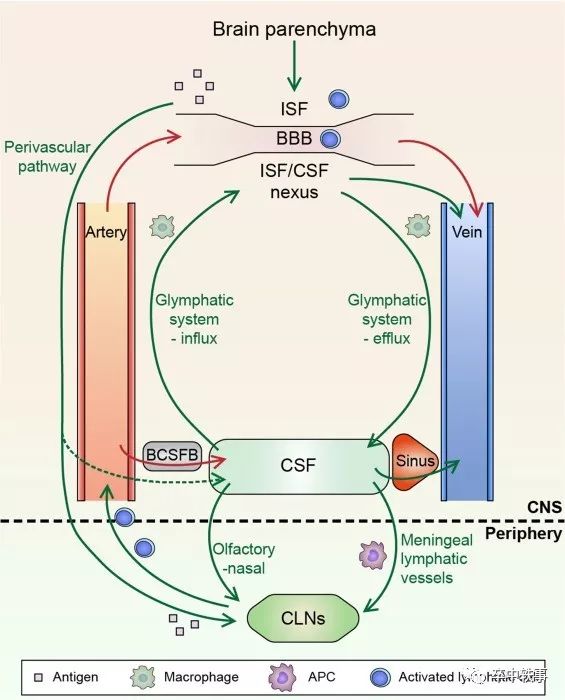 Schwalbe发现脑脊液-淋巴通路