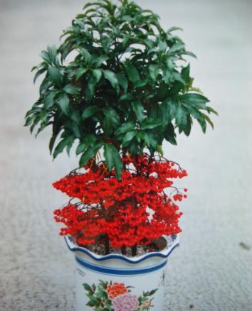 红红火火过年养什么花好,南方春节什么花好看又好养