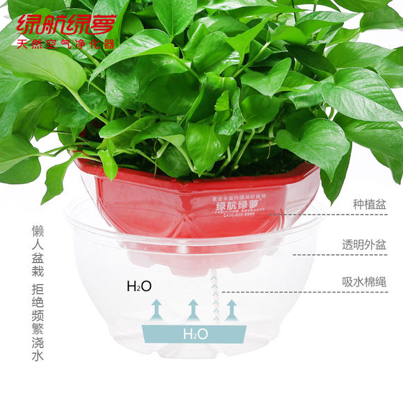 关于养绿萝植物的资料,比绿萝好养又喜阴的植物