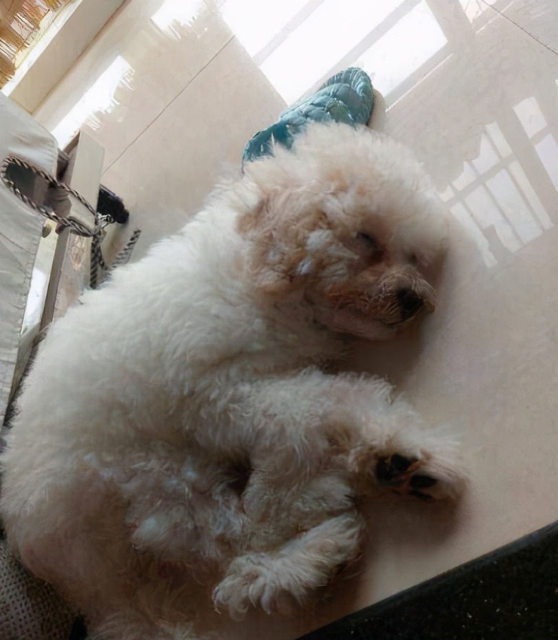 流浪的比熊犬在路边求救,比熊犬求救信号