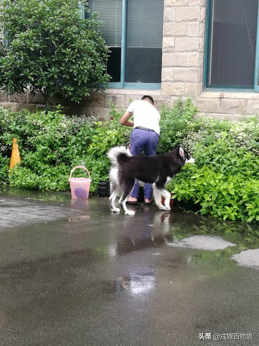 狗狗拉肚子原因及简单处理方法,发现狗狗拉肚子什么时候喂药