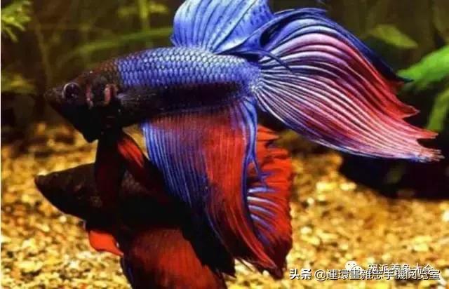 宠物鱼推荐小型的鱼,哪种宠物鱼最可爱