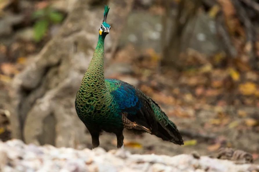 野生濒危动物绿孔雀现身孔雀之乡,绿孔雀濒危物种