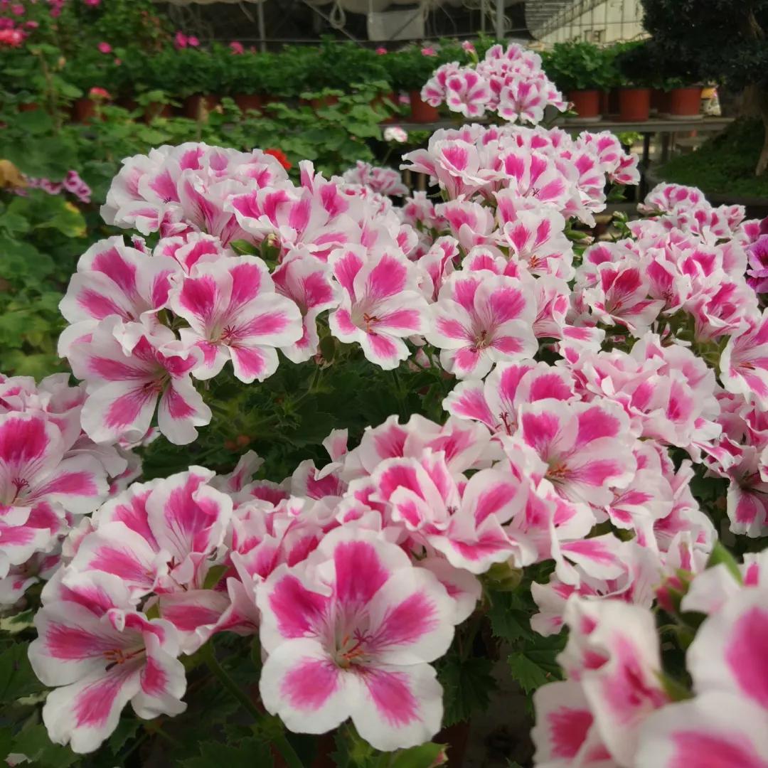 10种天竺葵,天竺葵100种图片大全