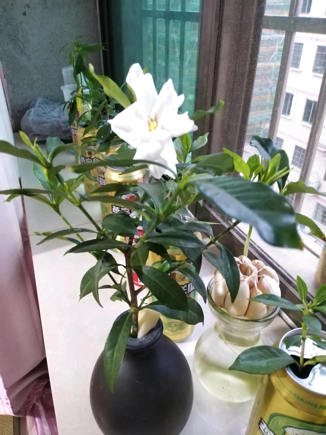 养花土的管理,土培养花怎么养才不会爆盆