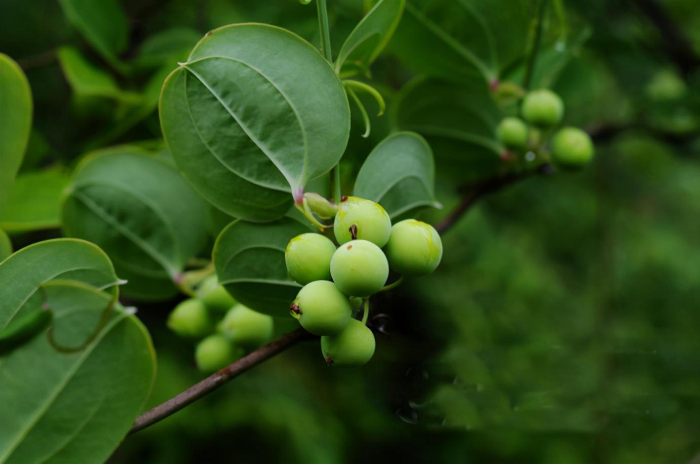 百种果子简介,百种果实图片