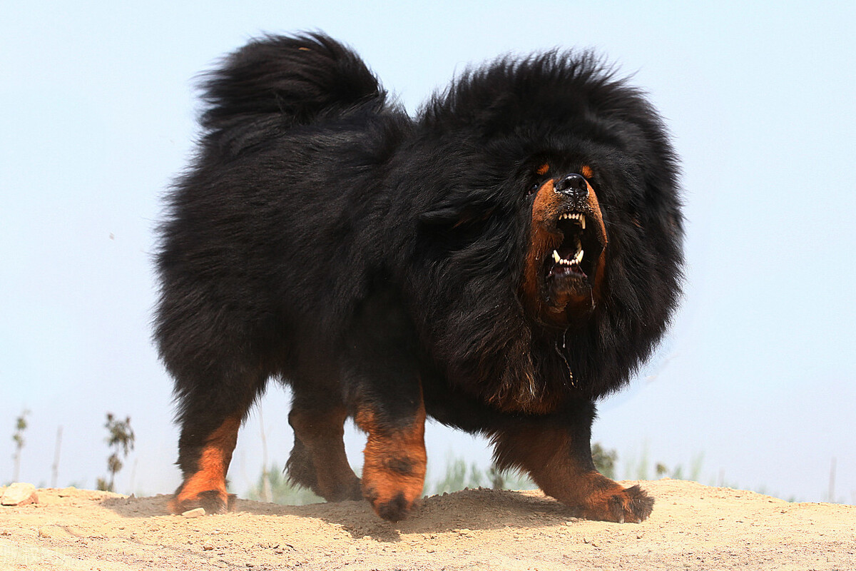 夜宿西藏无人区,夜宿青藏高原遇到狼