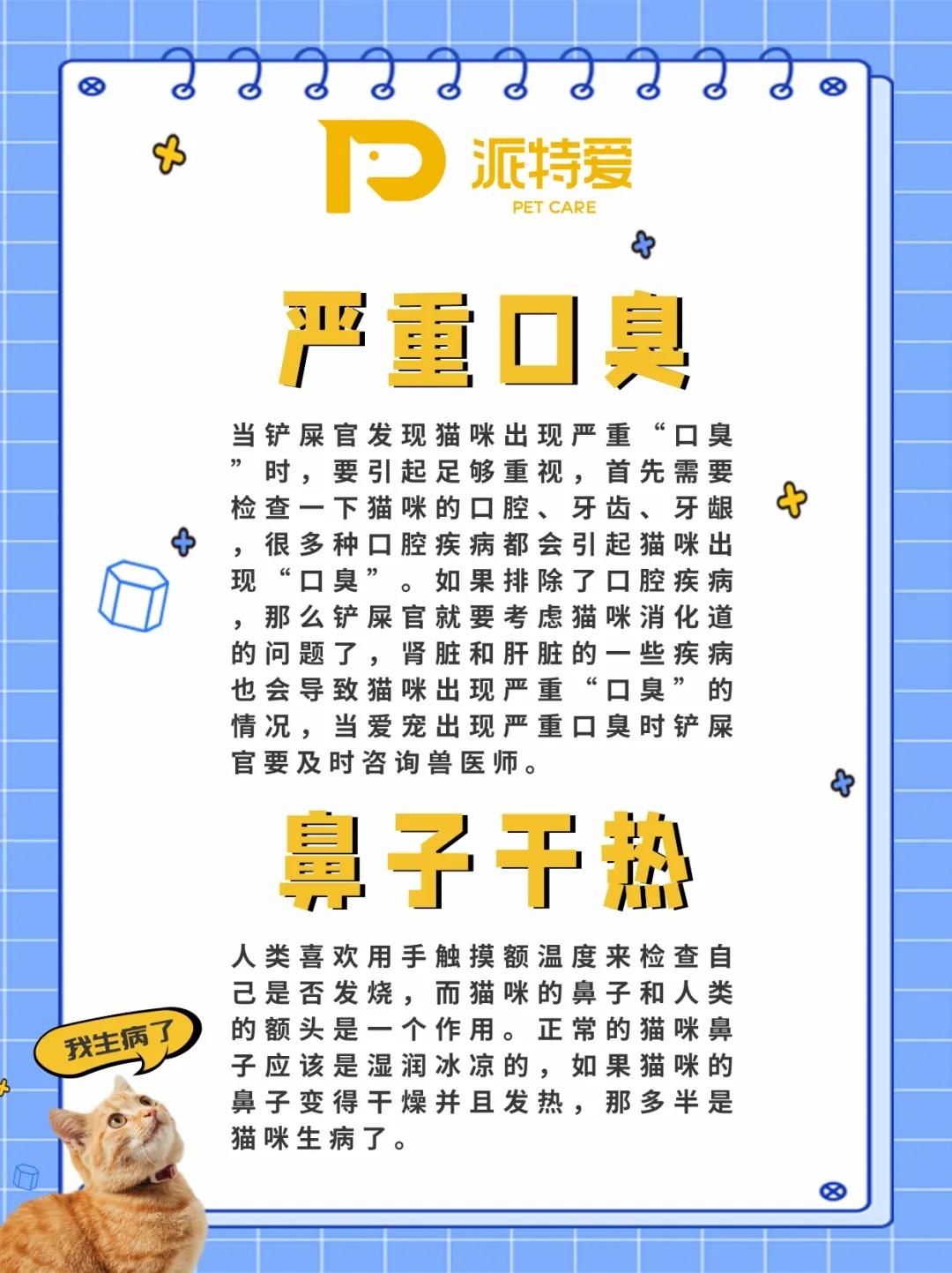 养猫40条常识猫咪生病的症状,新手养猫攻略常见的猫咪疾病篇