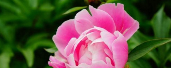 盆栽芍药秋季怎么养活视频,盆栽芍药如何种植