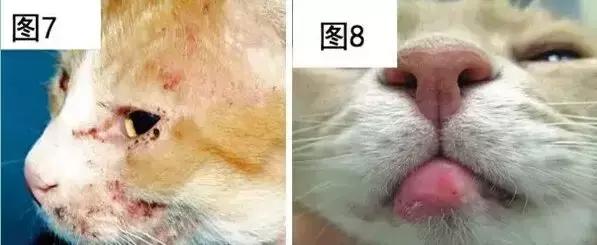 福懋动物医院猫科,猫咪高脚碗容易得黑下巴吗