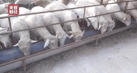 瘦肉精为何流入市场,含有瘦肉精的肉有什么危害