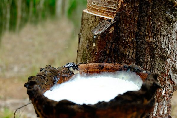 天然乳胶产地主要有哪些地方,皇家乳胶床垫的生产地在哪里