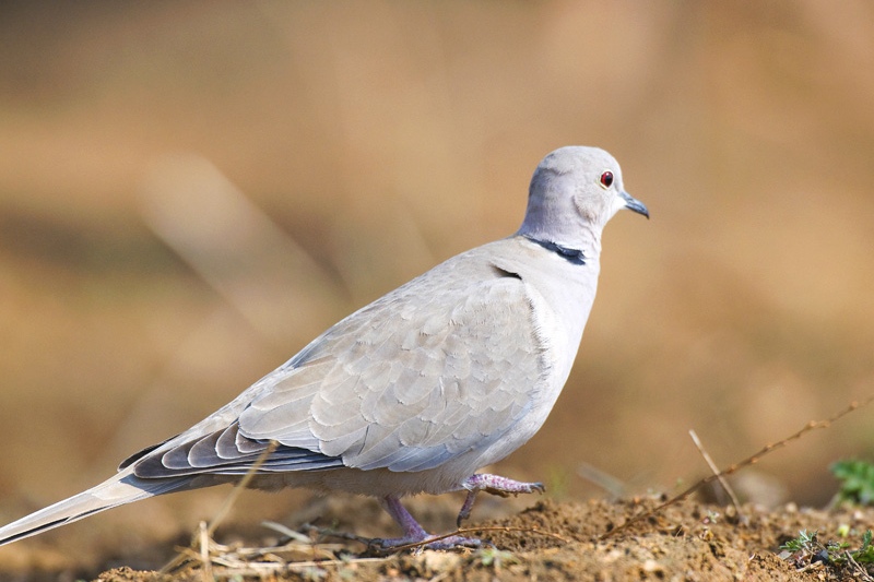 鸽子水便多怎么办,鸽子拉泡沫黄色水样便