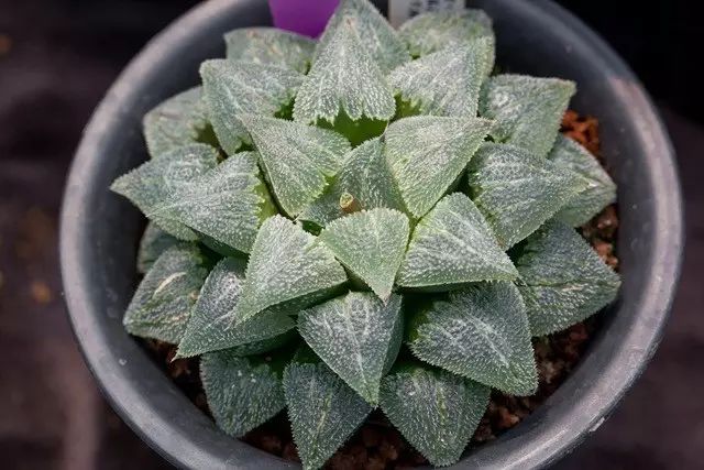 水晶的多肉植物有哪些品种,像水晶的多肉植物图片