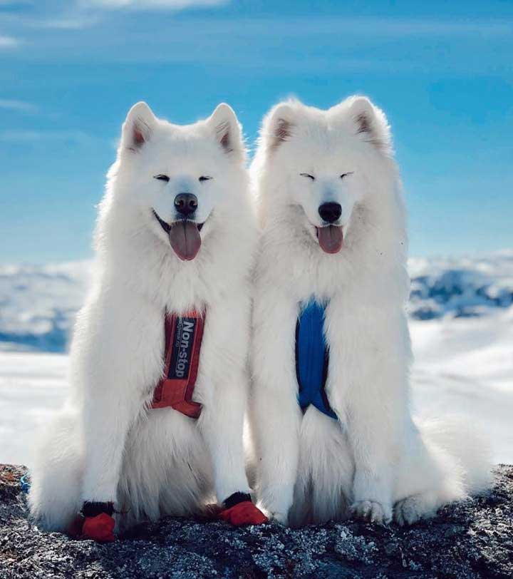 萨摩耶应该怎么挑选幼犬,最萌萨摩耶犬