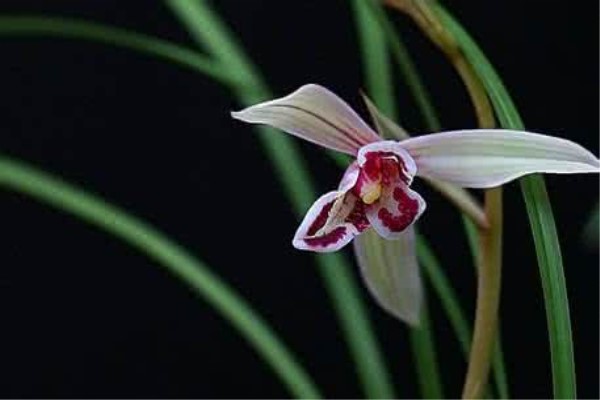 兰花品种大全最名贵的兰花,十大名贵兰花最好养活的兰花