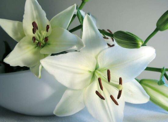 百合花怎么养,百合花怎么养才能保持开得久