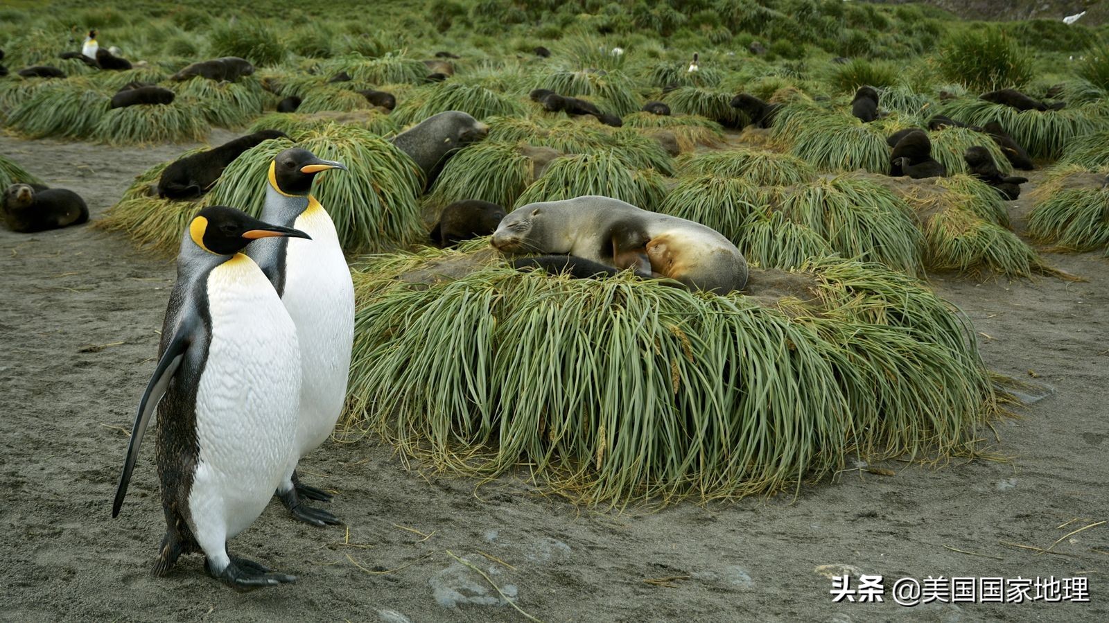 你见过的海豹都这么逗吗？！