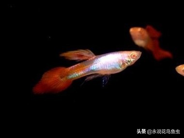 孔雀鱼尾鳍怎么超大,孔雀鱼尾鳍分类