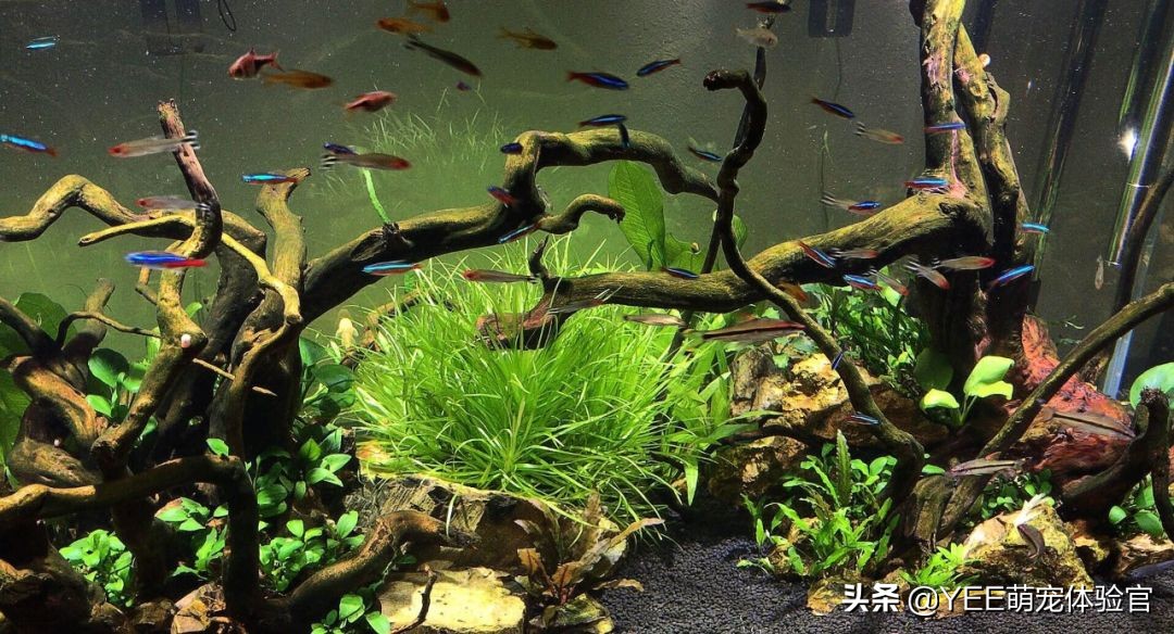 草缸里有蚂蝗如何处理,养鱼蚂蟥