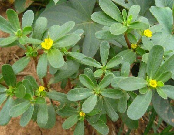 了解野菜马齿苋,野菜马齿苋有很多的功效你知道吗