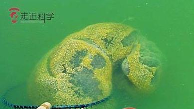 走近科学为什么停播了,走近科学为啥停播了