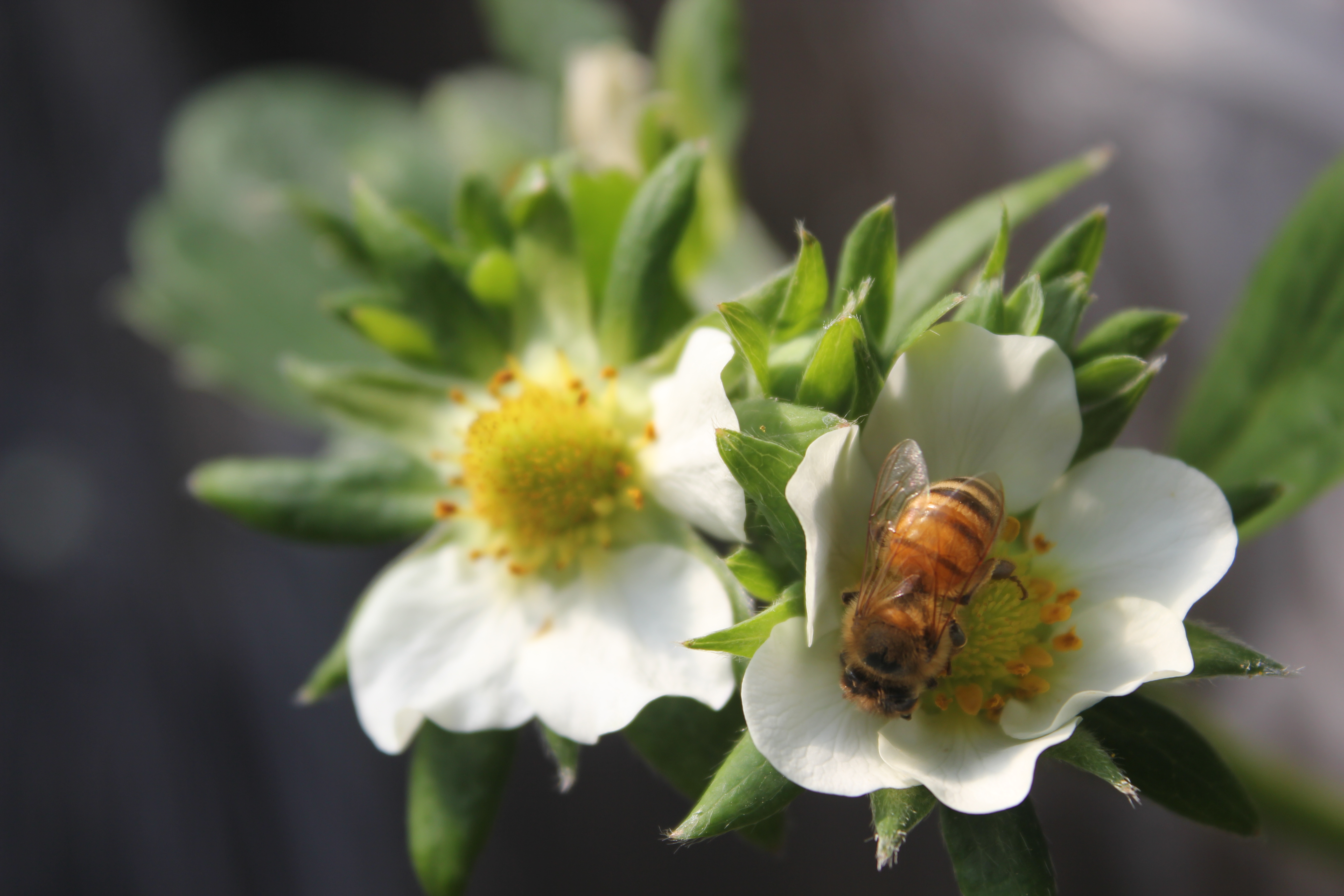为什么城里都喜欢农村的东西 (好东西都在农村吗)