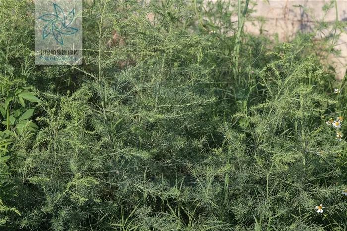 一日一草和白芷,一日一草图片大全集