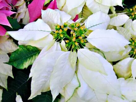 花大色艳的花卉,中国红花花卉大全