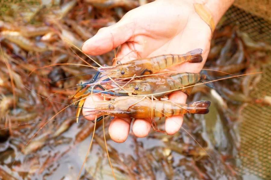 淡水虾养殖需要多长时间,淡水虾养殖在怎样条件下
