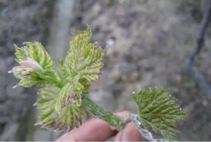 葡萄遇到药害,葡萄遇到药害怎么赔偿