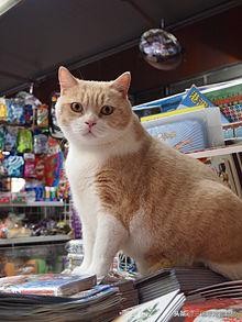 盘点那些萌猫,最萌猫十大排名