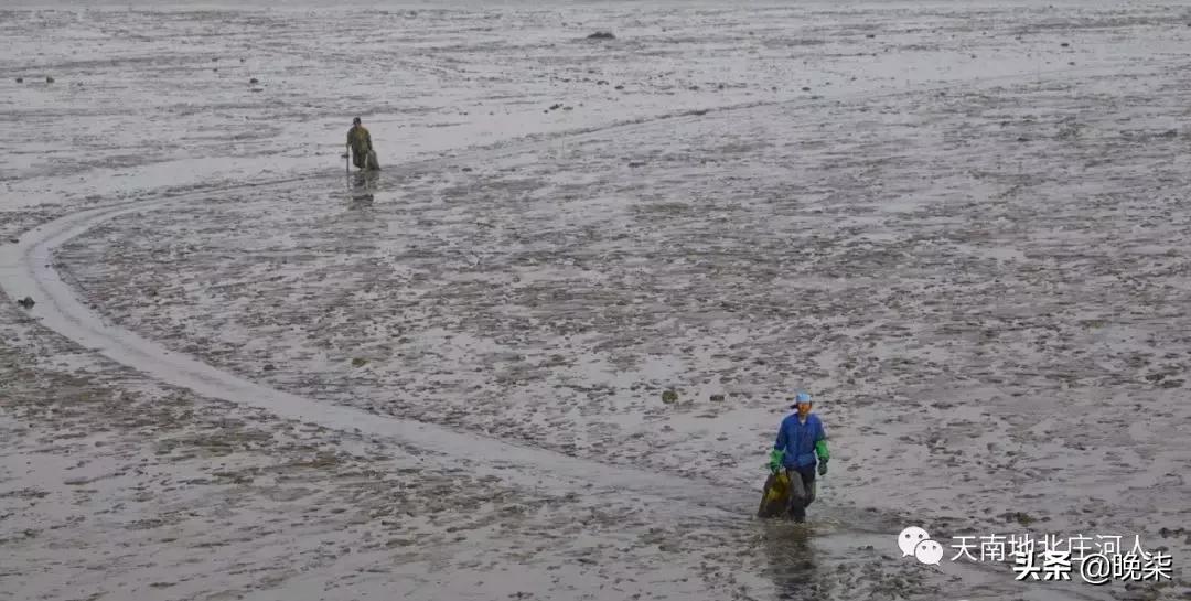 大连庄河赶海排名第一名,庄河赶海网红视频