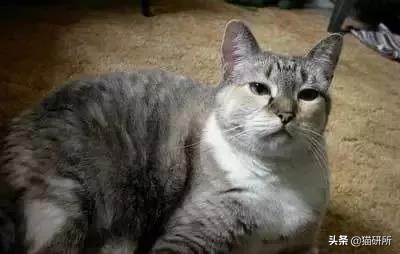 从3方面入手，有效提高老年猫的生活质量