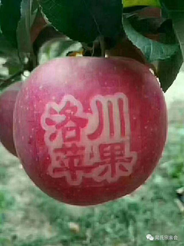 洛川苹果现状如何,洛川苹果农药