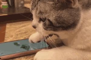 看到自家猫心情都会很好,这样的猫你会想养一只吗