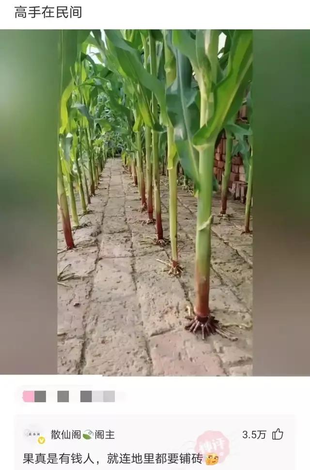 神回复下半句,神回复煮东西