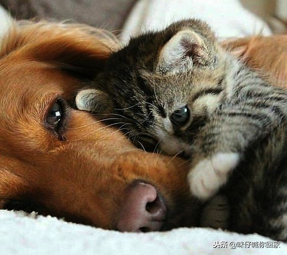 可以除甲醛又对猫咪无害的植物,对猫猫无害的植物花卉